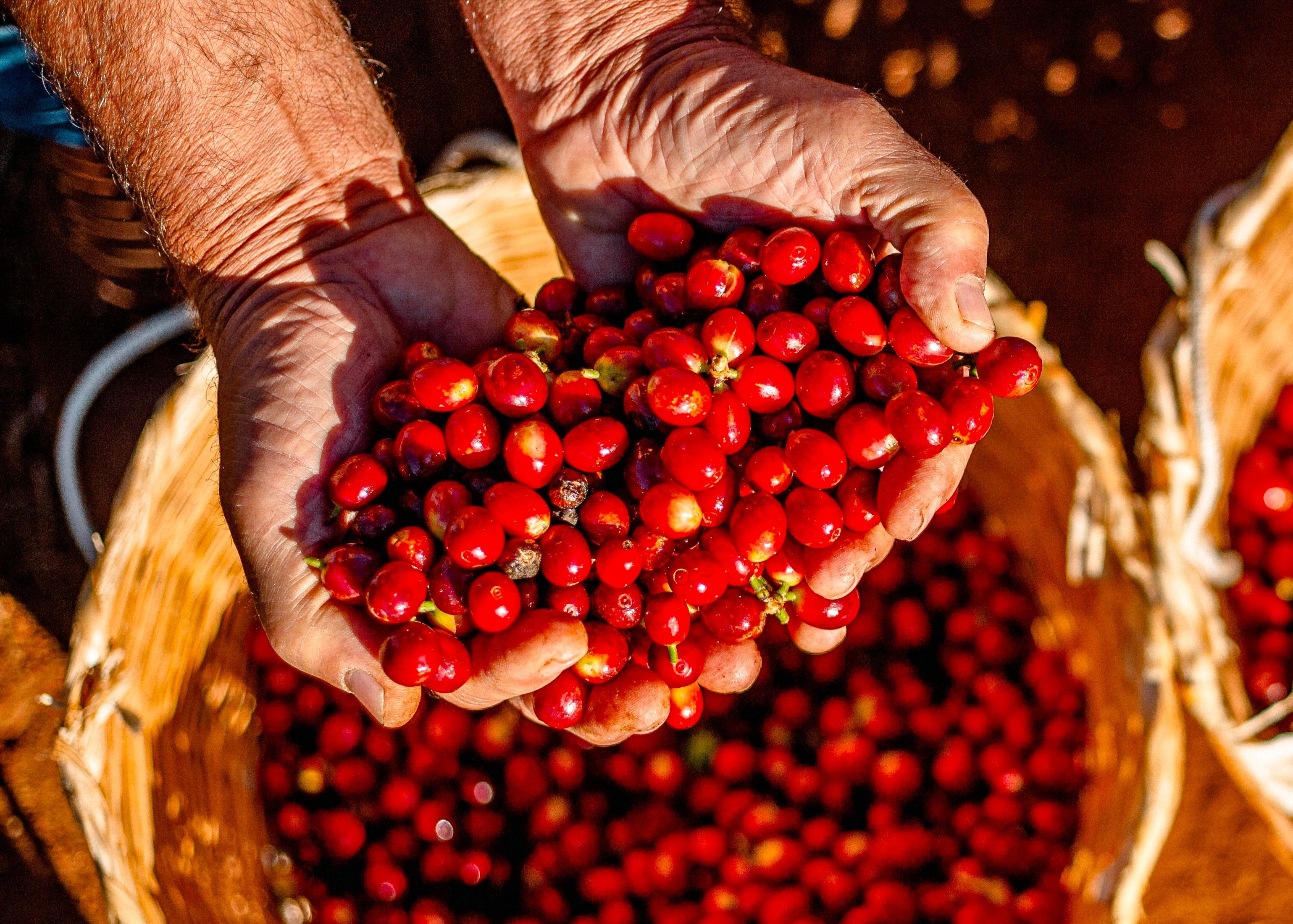 mains de producteur montrant des cerises de café rouges fraichement cueillies